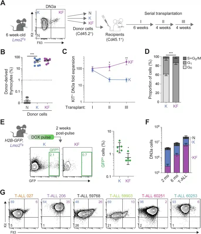 Flt3 overexpression associated with proliferation and expansion of preLSCs.