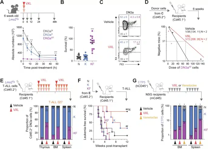 Chemoresistance of FLT3-overexpressing preleukemic and leukemic repopulating cells